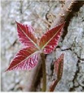 Poison Ivy - Spring